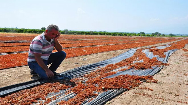 Sergilik üzümü sağanak vurdu... 'Kalite' tehlikesi!